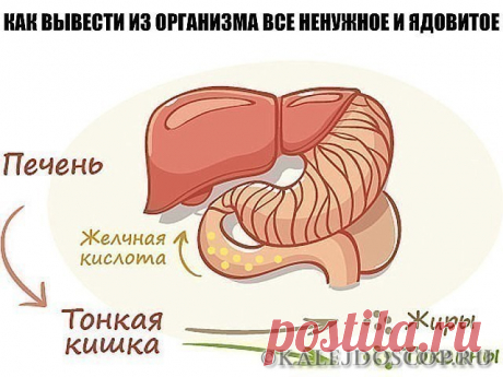 КАК ВЫВЕСТИ ИЗ ОРГАНИЗМА ВСЕ НЕНУЖНОЕ И ЯДОВИТОЕ ? | Калейдоскоп