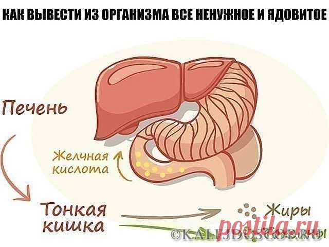 КАК ВЫВЕСТИ ИЗ ОРГАНИЗМА ВСЕ НЕНУЖНОЕ И ЯДОВИТОЕ ? | Калейдоскоп