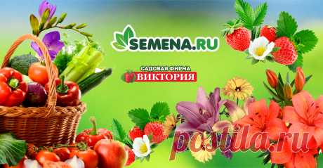 Купить семена с доставкой почтой по всей России