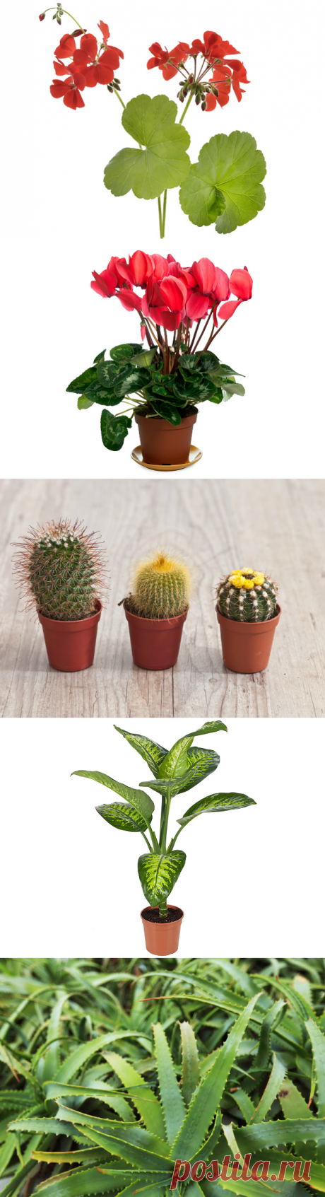 Ядовитые комнатные растения: 10 цветов, которые могут вас убить: nice-westi