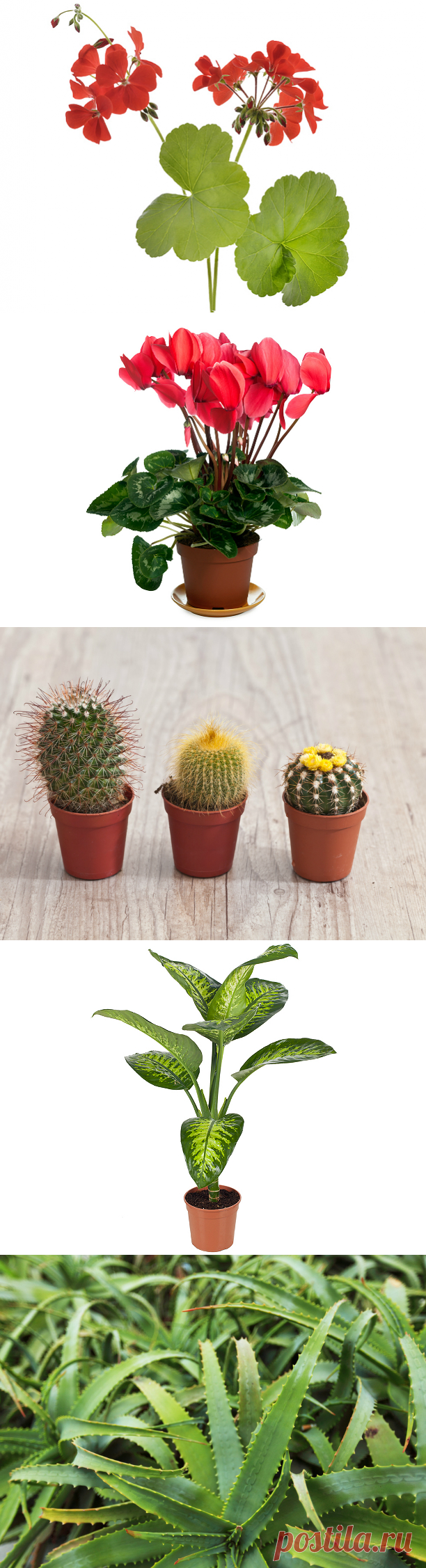 Ядовитые комнатные растения: 10 цветов, которые могут вас убить: nice-westi