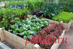 Обустройство участка - Страница 24 - Садоводка