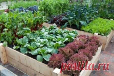 Обустройство участка - Страница 24 - Садоводка