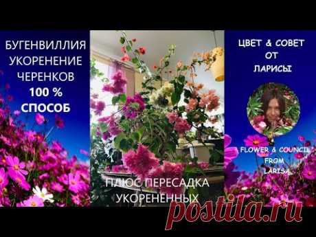 БУГЕНВИЛЛИЯ УКОРЕНЕНИЕ ЧЕРЕНКОВ СТО ПРОЦЕНТНЫЙ СПОСОБ