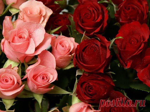 Любовь Тарасова
54 года, Россия, Москва