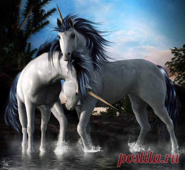 Единороги » Сайт о лошадях KoHuKu.ru
