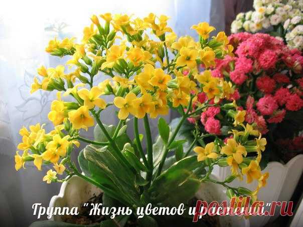 Каланхоэ. Правильный уход.