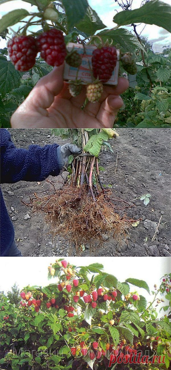 Малина-однолетка. Советы от дачницы.