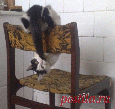 Приколы и позитив | Удивительный мир