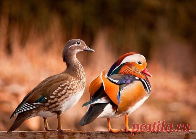 Животные крупным планом Роберта Адамека (Robert Adamec) — Фотоискусство