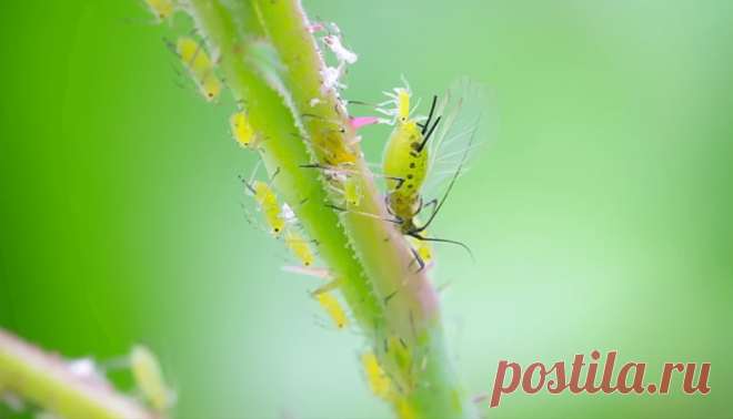 Безопасные способы избавиться от тли в саду и на огороде