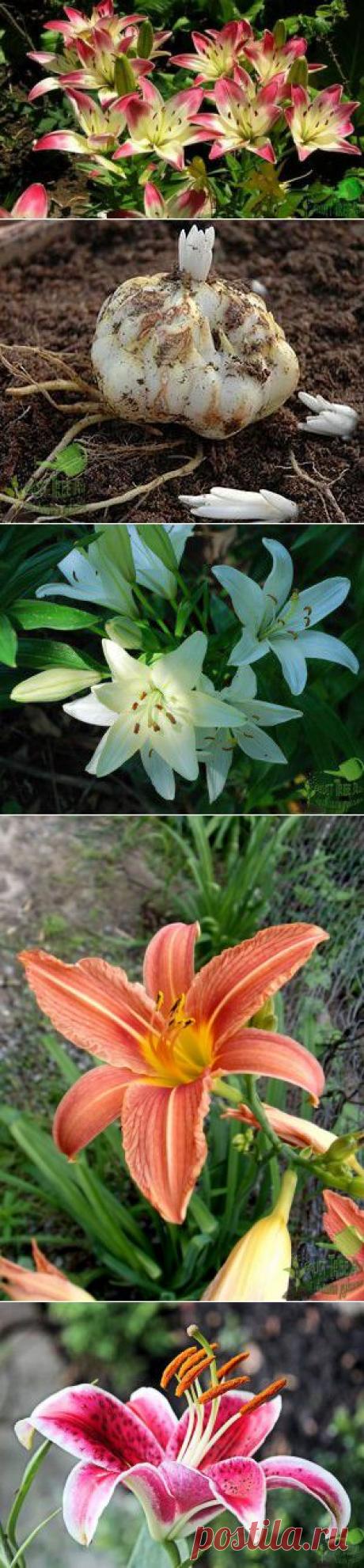 Лилии цветы на дачном участке
