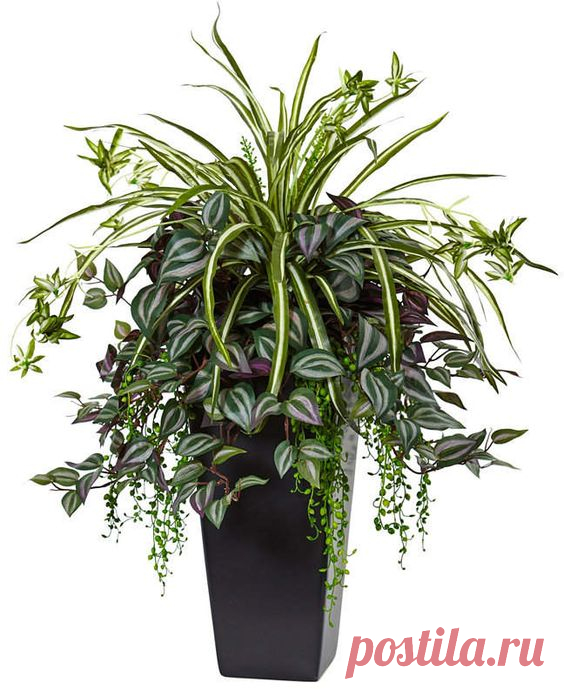 Nearly Natural Wandering Jew and Spider Plant in Black Planter