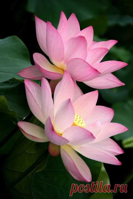 Lotus,  
flickr от johnshlau   |   Pinterest • Всемирный каталог идей