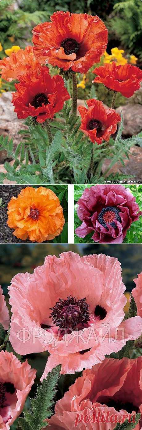 Маки многолетние и однолетние