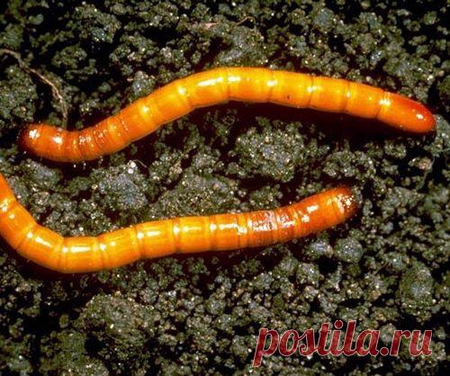 Проволочник — вредитель огорода