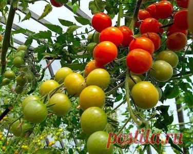10 способов повышения урожая томатов | Вкусный каприз.