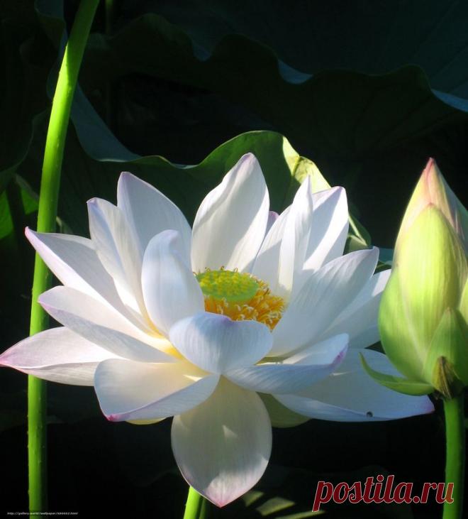 Floare de lotus