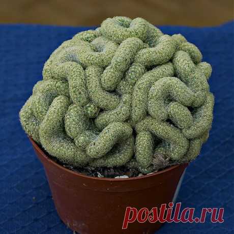 Маммиллярия – Mammillaria. Уход, размножение, виды, фото.
