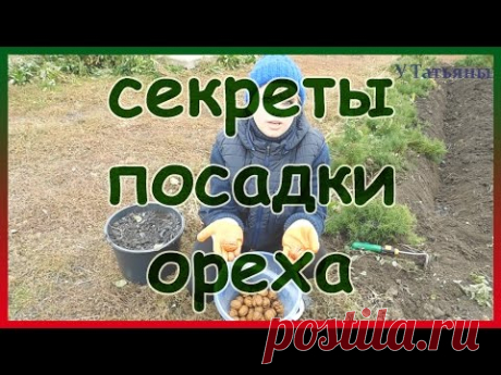 Секреты осенней посадки ореха из семян. Посадка грецкого ореха.