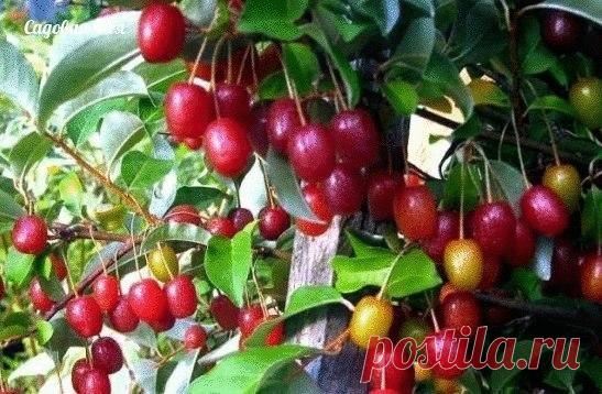 Для любителей садовых «редкостей»: как вырастить Гуми? | 6 соток