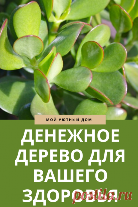 Как использовать денежное дерево для укрепления здоровья