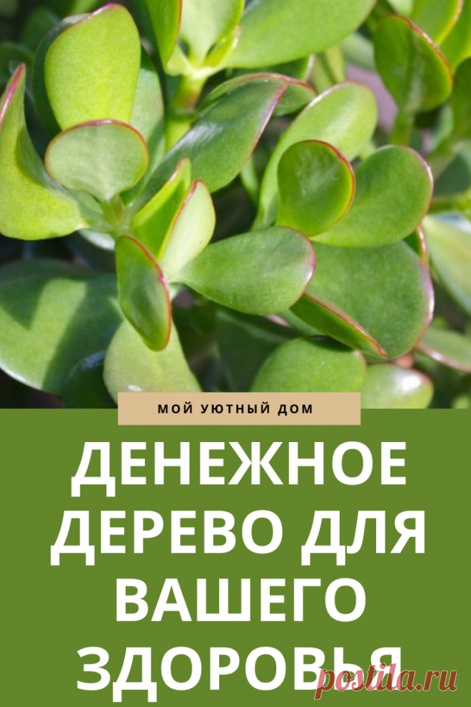 Как использовать денежное дерево для укрепления здоровья