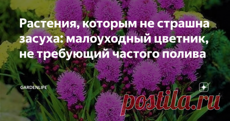 Растения, которым не страшна засуха: малоуходный цветник, не требующий частого полива Статья автора «GardenLife» в Дзене ✍: Продолжая тему о выносливых неприхотливых растениях, которым не страшна летняя жара и не требуется частый полив, хочу рассказать еще о некоторых.