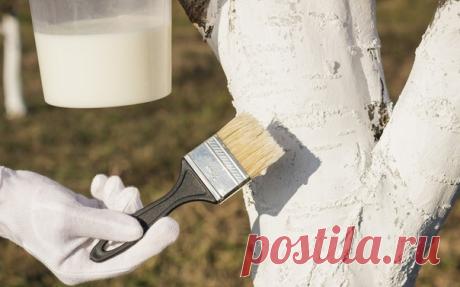 РЕЦЕПТ ПОБЕЛКИ ДЕРЕВЬЕВ

Понимаю что рановато, но опять же - разные регионы, мне тут писали что у некоторых в октябре уже снег лежит, так что.....

На 10-ти литровое ведро нам нужно:
1. мел - 2-3 кг;
2. медный купорос - 500 гр.;
3. казеиновый клей - 100 гр.

Как готовить:
Медный купорос растворите в горячей воде и казеиновом клее, добавьте мел. Полученный раствор по густоте, должен напоминать сметану.

После одноразовой обработки данным раствором штамб и скелетные ветви де...
