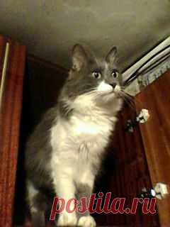 Людакрис на антресолях. Ну любят наши котики "по верхам" попрыгать.
