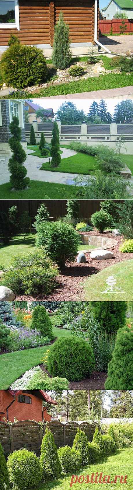 Home garden|Сад, огород, растения дома