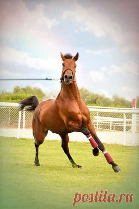 Pakistani horses