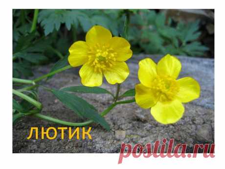 лютик