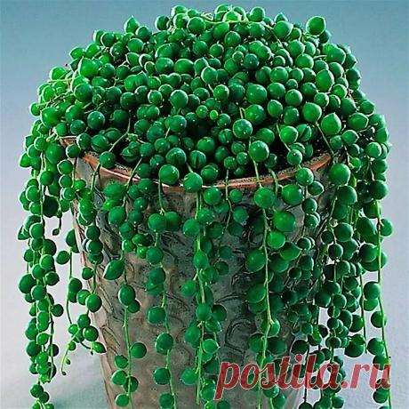 Жемчужные нити крестовника | ЗЕЛЕНЫЙ МИР С ЕЛЕНОЙ | Яндекс Дзен