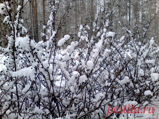 Зима с телефона