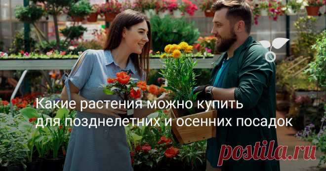 Какие растения можно купить для позднелетних и осенних посадок — Ботаничка Конец лета и осень характеризуются второй волной садового шопингового безумия. Начинается с ирисов и крупноплодной садовой земляники (клубники), а заканчивается плодовыми. Травянистые многолетники, луковичные, декоративные кустарники — в промежутке. Для того, чтобы придать процессу некую организованность — несколько подсказок.