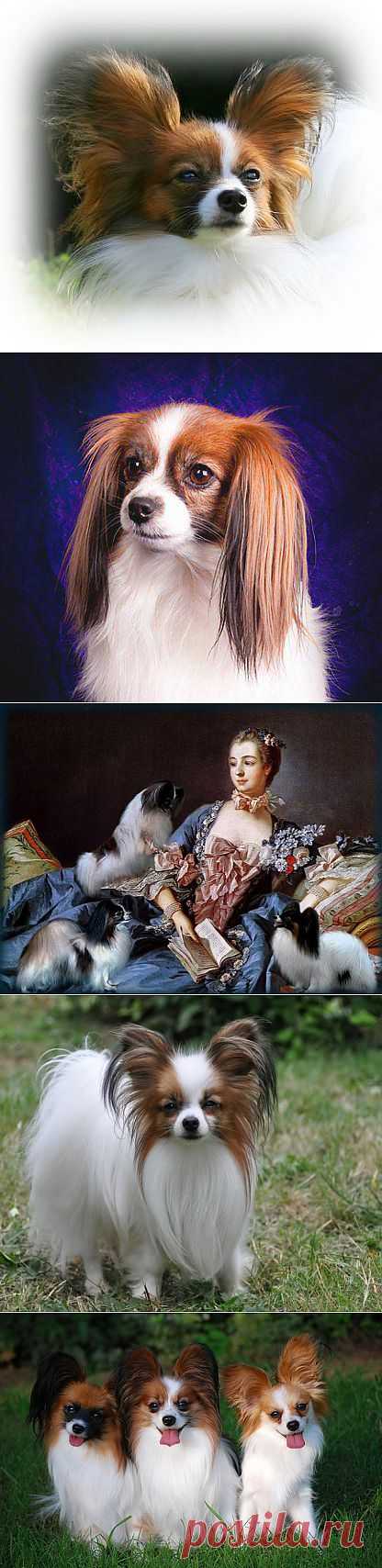 Папильон (Papillon с фр.).