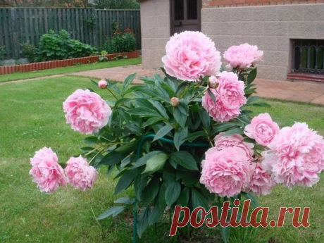 А это сорт пиона Сара Бернард. Кому нравится?