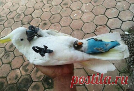 (99) Одноклассники