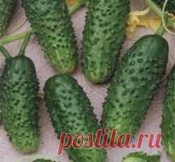 "Мурашка", огурец: описание сорта и советы по выращиванию - FB.ru