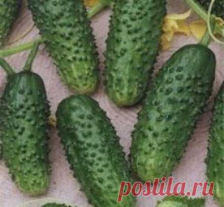&quot;Мурашка&quot;, огурец: описание сорта и советы по выращиванию - FB.ru