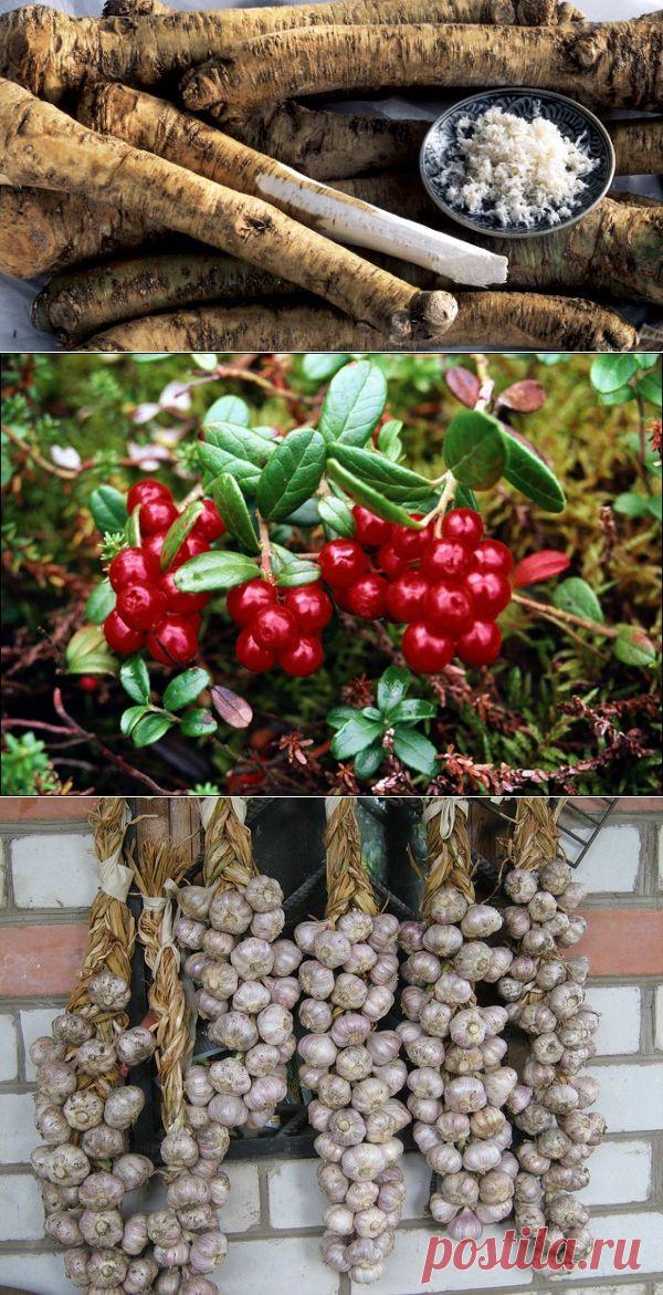 5 ЛУЧШИХ ПРИРОДНЫХ АНТИБИОТИКОВ.