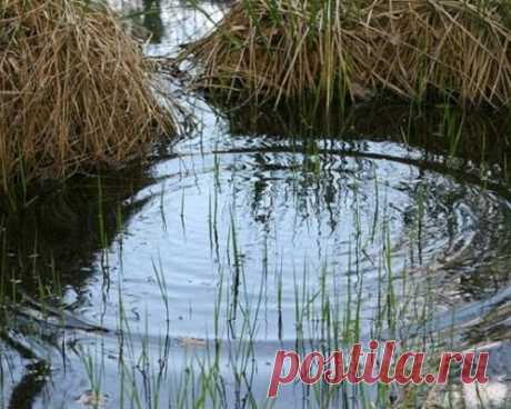 Позитивно-умилительный пост. Детки и собаки