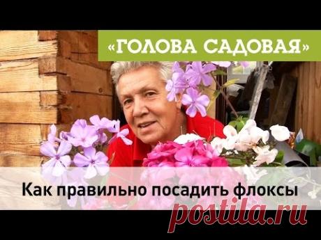 Голова садовая - Как правильно посадить Флоксы