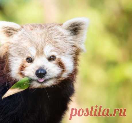 Малые панды — самые милые существа на планете