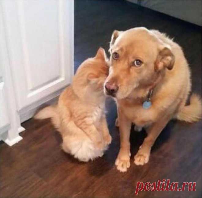 30 смешных и очаровательных случаев с собаками, которые заставят вас расплыться в улыбке