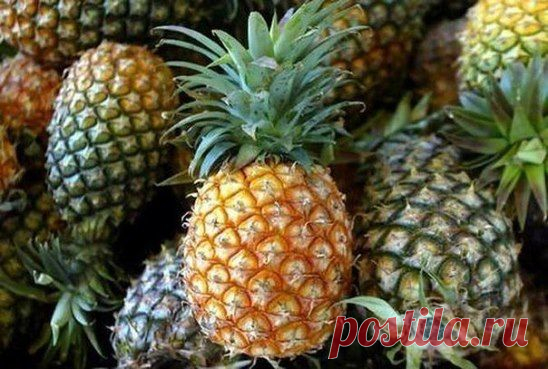 Одноклассники  Ананасовая настойка для похуднеия