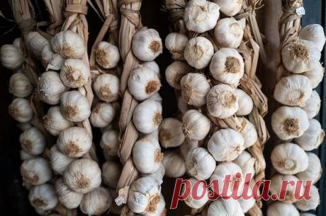 Как правильно высушить чеснок, чтобы сохранить до следующего урожая

Уборка чеснока - как правильно, чтобы долго хранился. Часто случается так, что дачники, убрав чеснок, не знают, как же правильно его хранить, и что сделать для того, чтобы он лучше хранился. Сделав все как обычно, через некоторое время обнаруживают, что чеснок испортился.

Техника уборки чеснока
Чтобы порчи чеснока при хранении не происходило, нужно соблюдать некоторые особенности уборки этой культуры:

В...