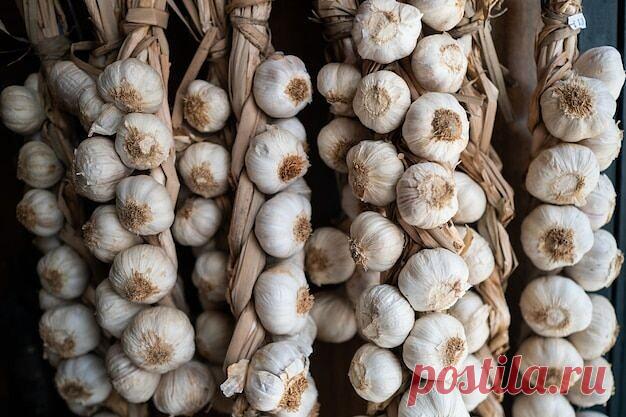 Как правильно высушить чеснок, чтобы сохранить до следующего урожая

Уборка чеснока - как правильно, чтобы долго хранился. Часто случается так, что дачники, убрав чеснок, не знают, как же правильно его хранить, и что сделать для того, чтобы он лучше хранился. Сделав все как обычно, через некоторое время обнаруживают, что чеснок испортился.

Техника уборки чеснока
Чтобы порчи чеснока при хранении не происходило, нужно соблюдать некоторые особенности уборки этой культуры:

В...