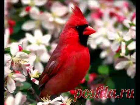 El sonido de la naturaleza..los pajaros Música de relajación RELAX MUSIC - YouTube